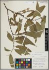 Foto von Salix alba L. x Salix fragilis L.